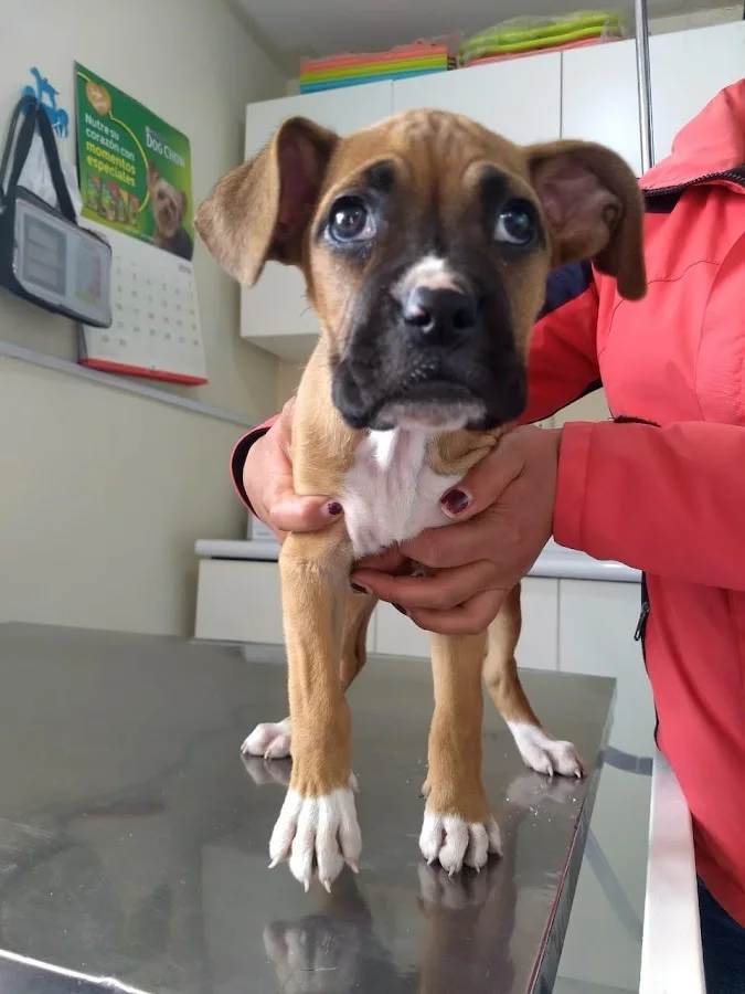 San Jerónimo Veterinaria y Spa - Veterinarias - San Sebastián - Cusco