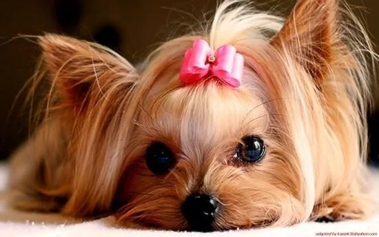 San Jerónimo Veterinaria y Spa - Veterinarias - San Sebastián - Cusco